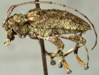 Media type: image;   Entomology 23763 Aspect: habitus lateral view